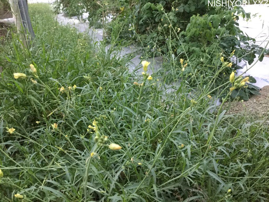ワイルドルッコラ ハーブと野菜